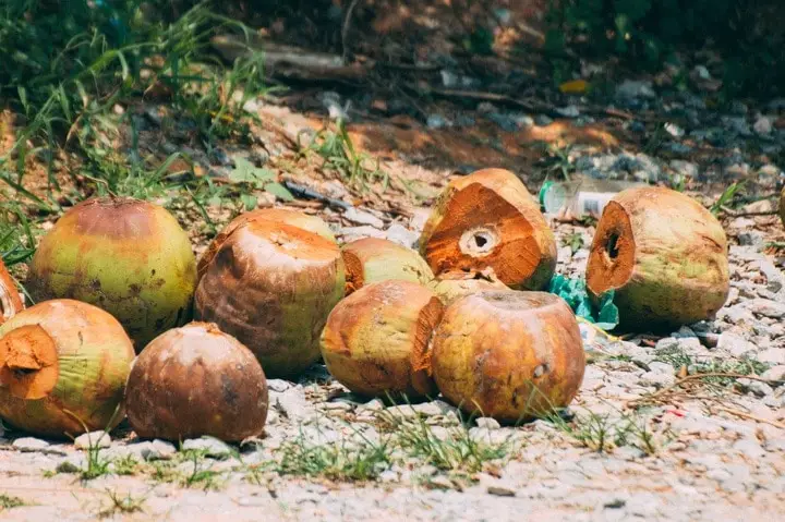 fresh coconut on the ground