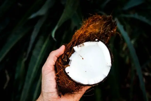 Coconut Coir In the Hands