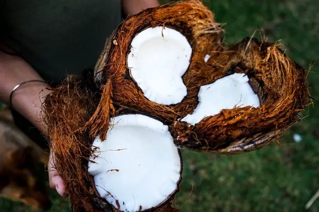 Person Holding Coconut Coir