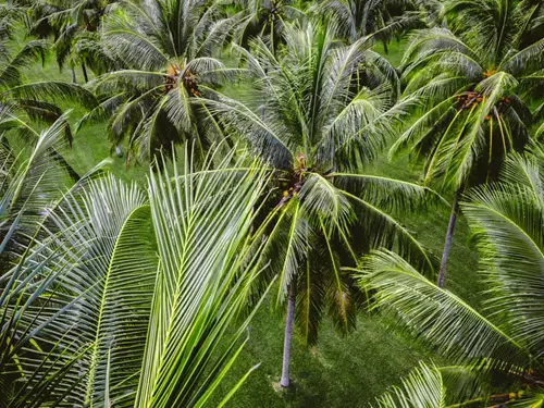 Row of Coconut Trees