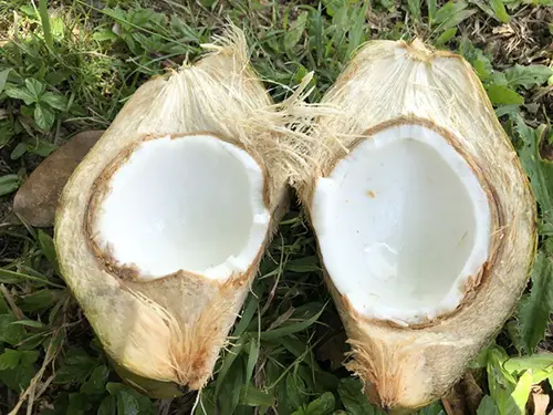 fresh coconut produce